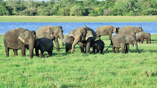 Udawalawe nationalpark Safari från Hambantota