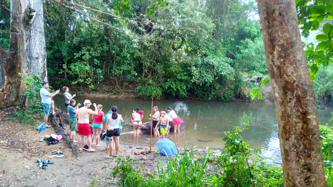 Elefantsafari från Habarana