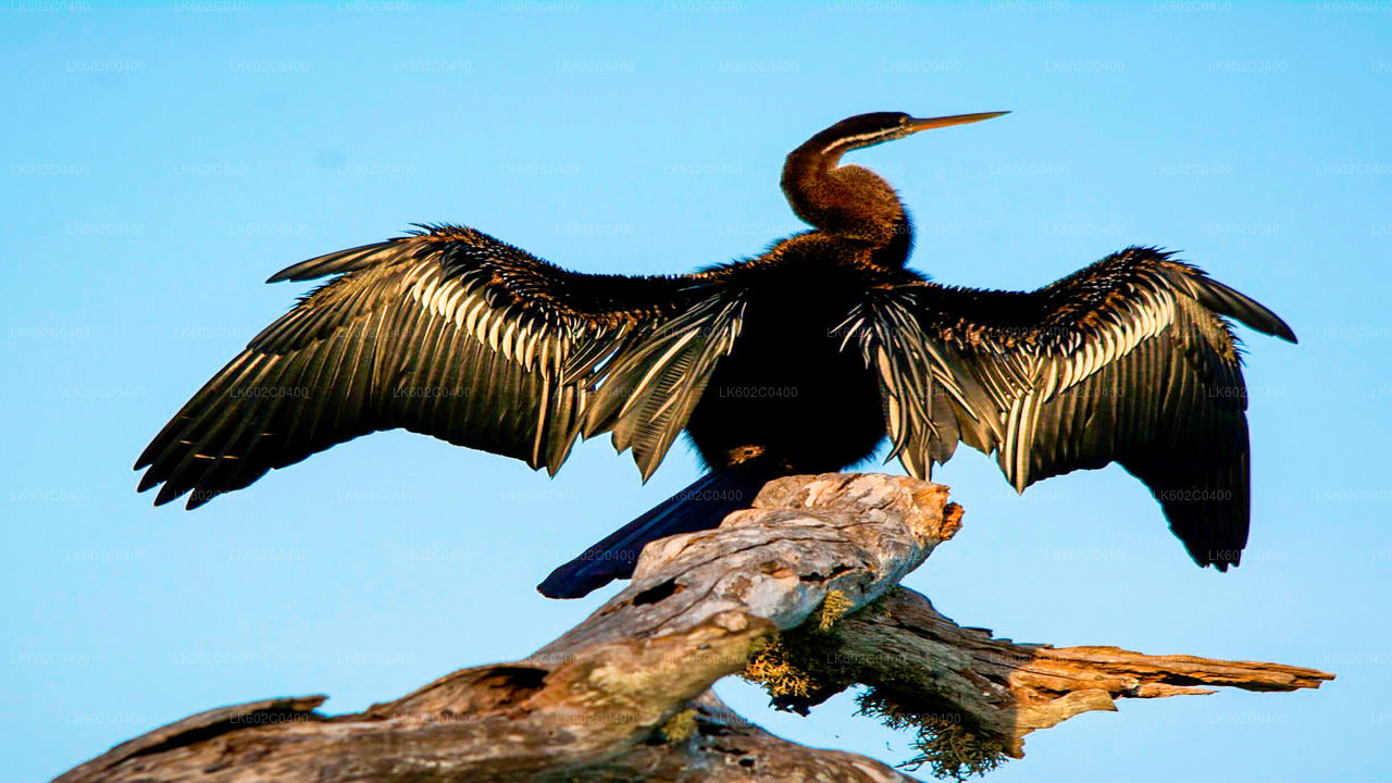 Bundala National Park Safari från Weligama