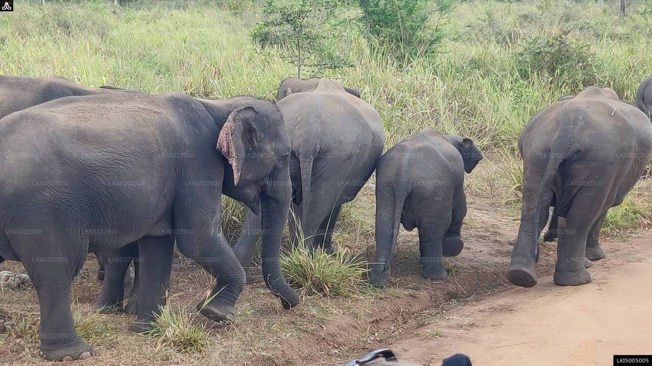 Hurulu Eco Park Privat Safari från Habarana