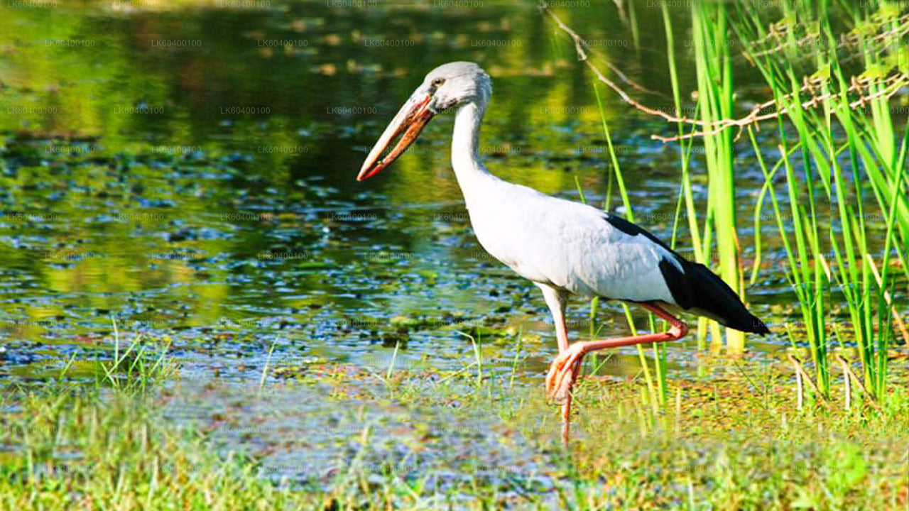 Udawalawe nationalparksafari från Ahungalla