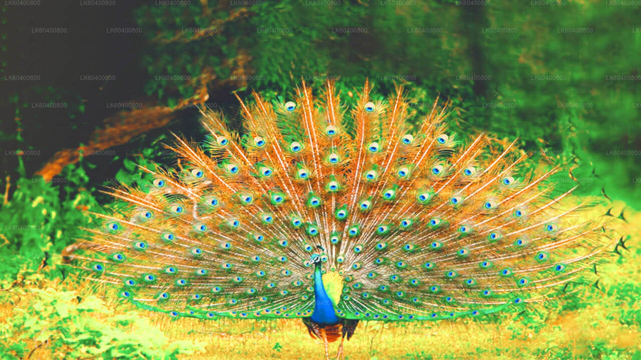 Yala nationalparksafari från Ahungalla