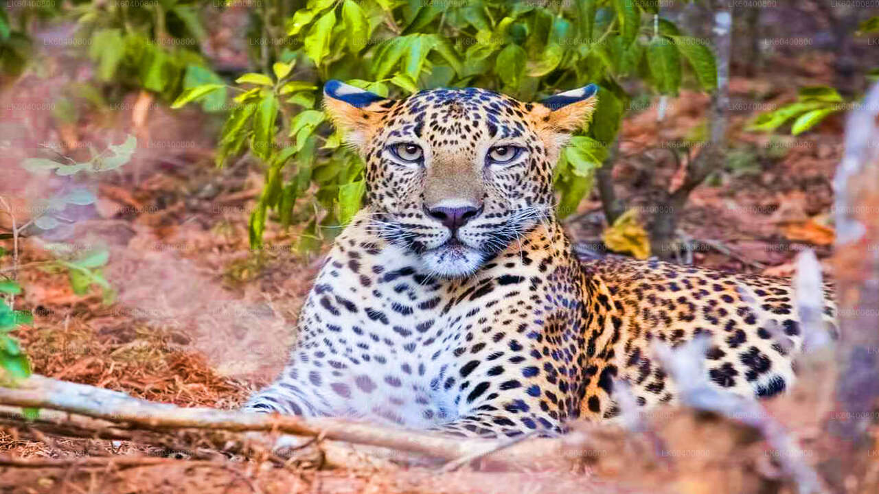 Yala nationalparksafari från Ahungalla