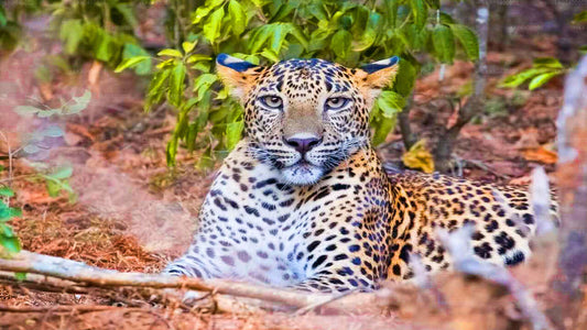 Yala nationalparksafari från Ahungalla