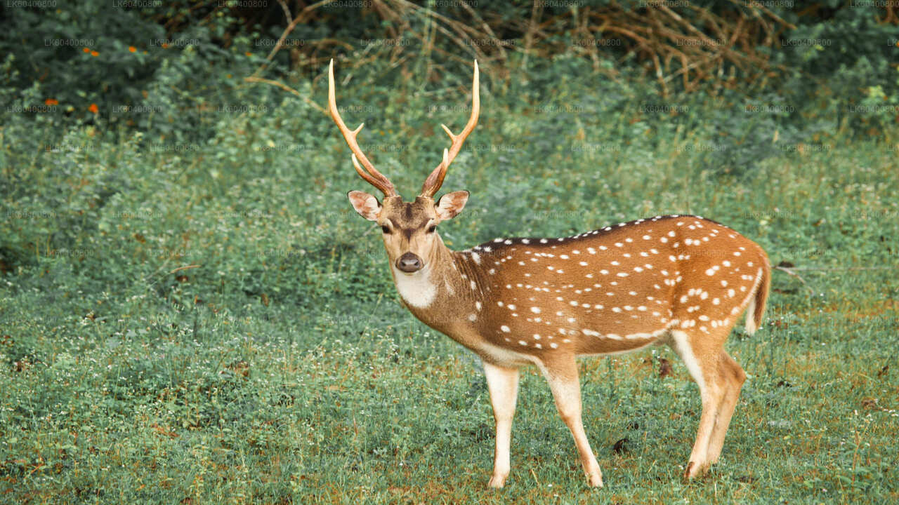 Yala nationalparksafari från Ahungalla