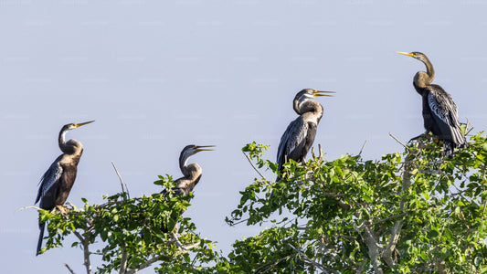 Bundala National Park Safari från Unawatuna