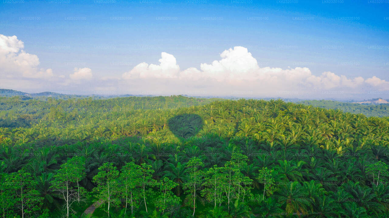 Varmluftsballongtur från Habarana