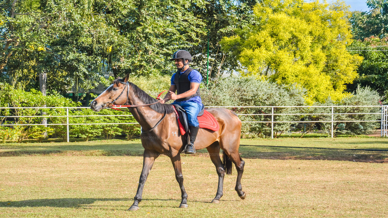 Horse Riding for Beginners from Sigiriya