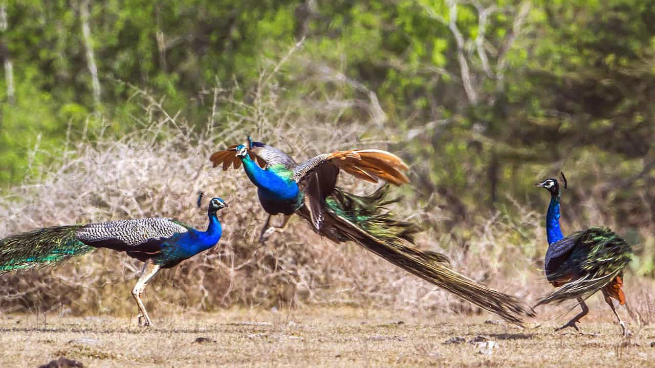 Inträdesbiljetter till Lunugamvehera nationalpark