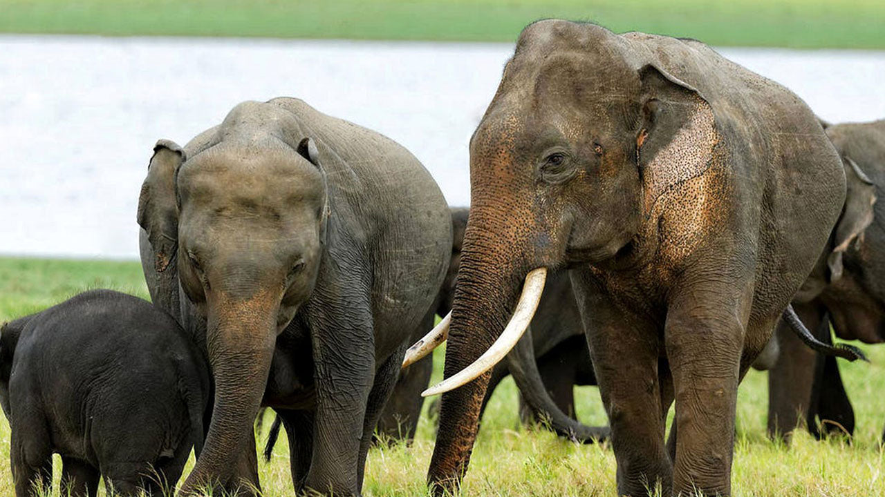 Inträdesbiljetter till Kala Wawe National Park