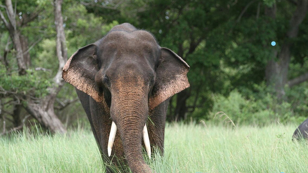 Inträdesbiljetter till Kala Wawe National Park
