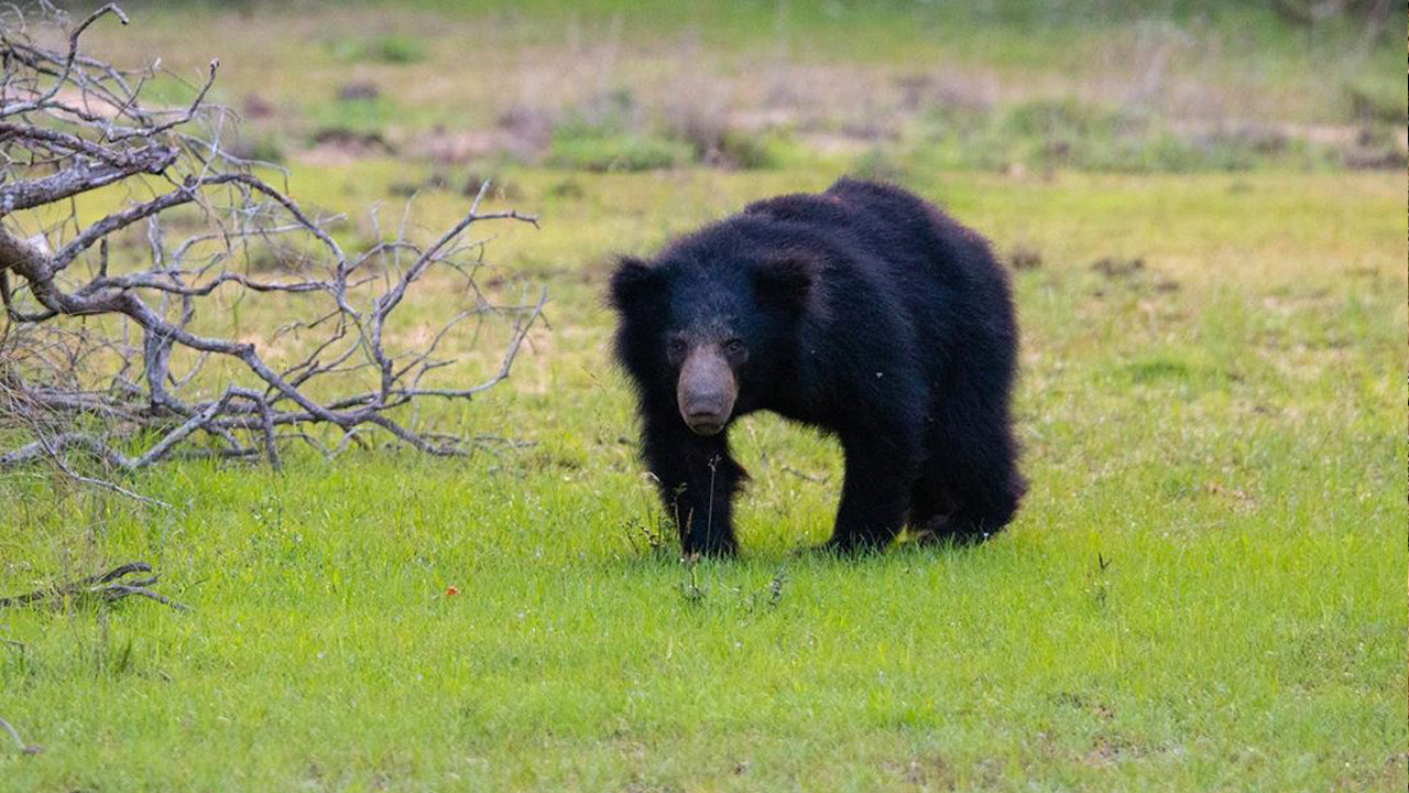 Inträdesbiljetter till Wilpattu National Park