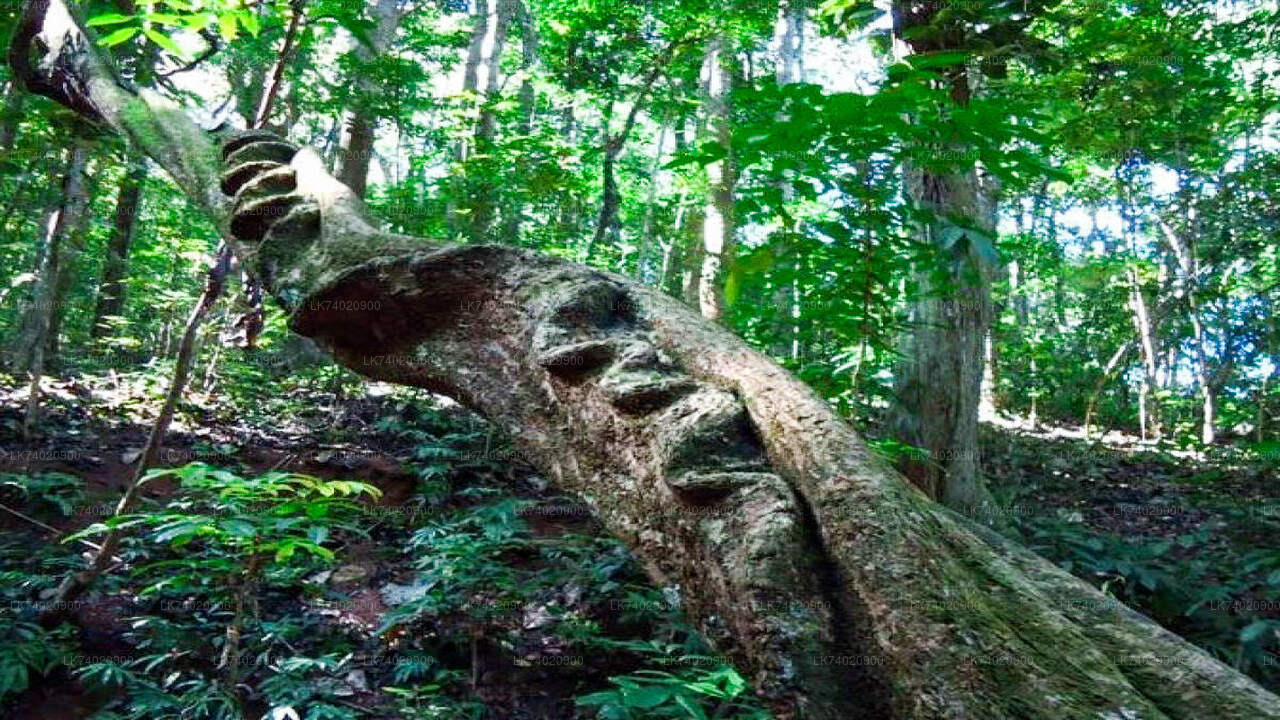 Vandring i Udawattakele-skogsreservatet från Kandy