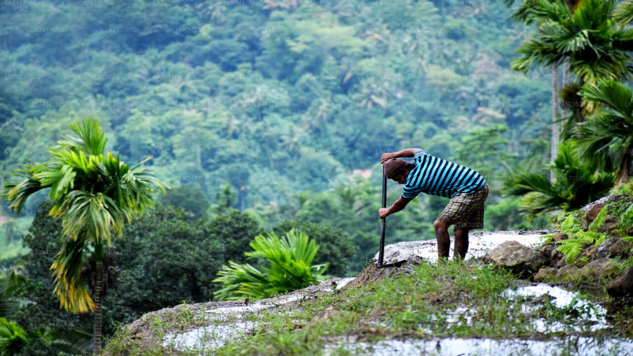 Vandring till Heeloya Village från Kandy