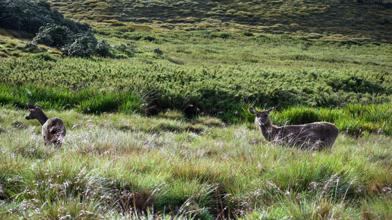 Vandring i Horton Plains nationalpark från Nuwara Eliya