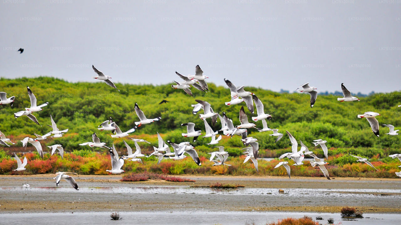 Birdwatching from Jaffna Lagoon