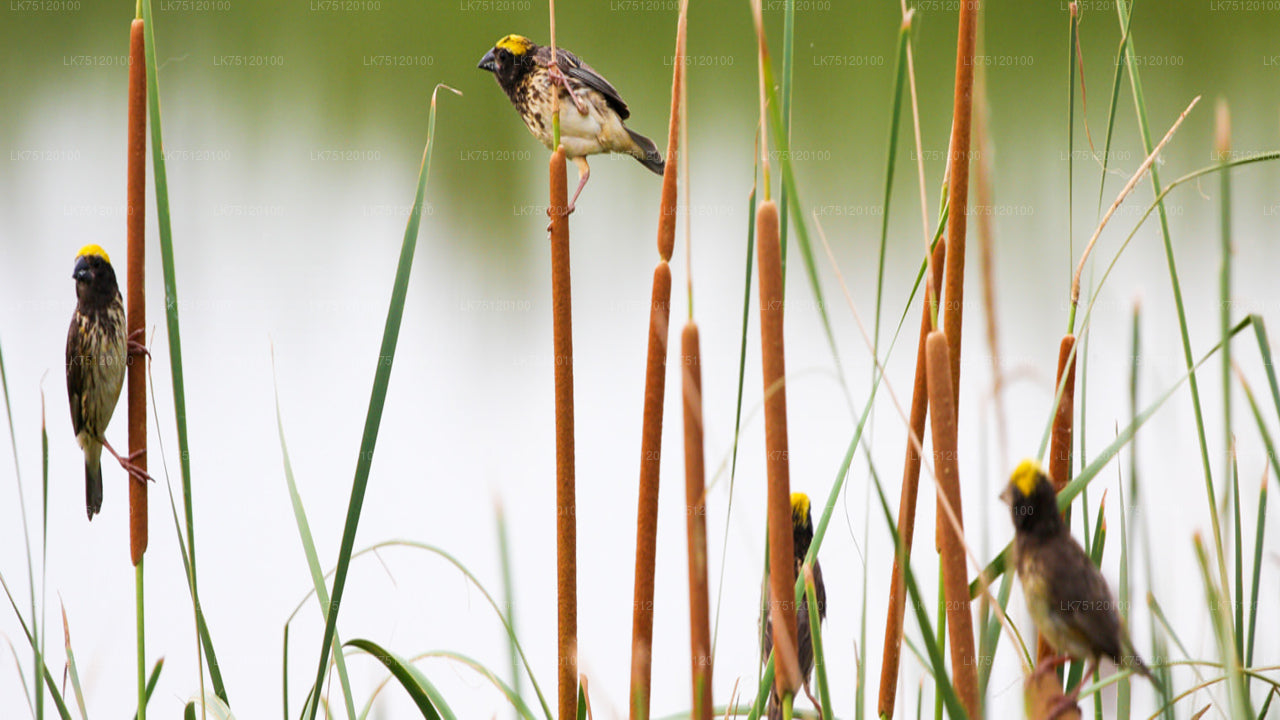 Birdwatching from Jaffna Lagoon