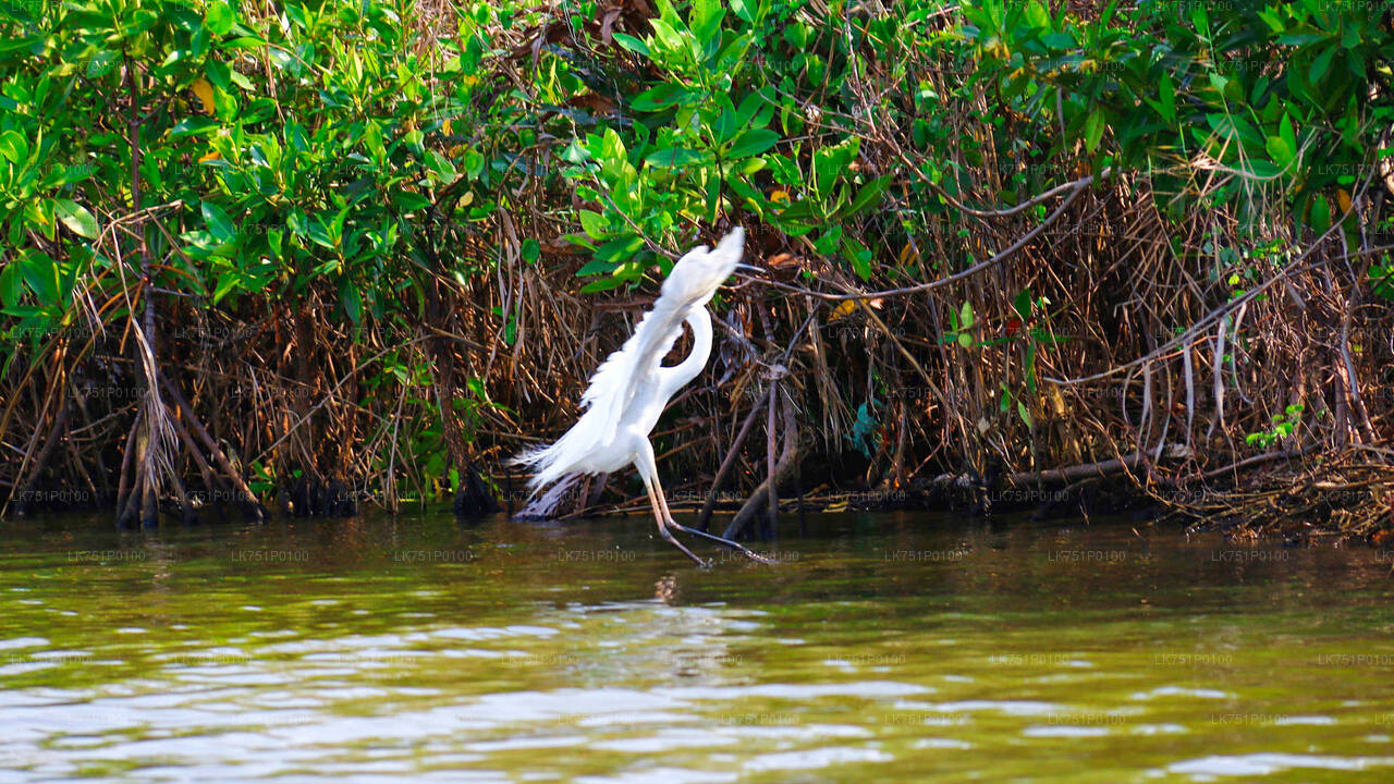 Birdwatching at Muthurajawela Marsh from Negombo