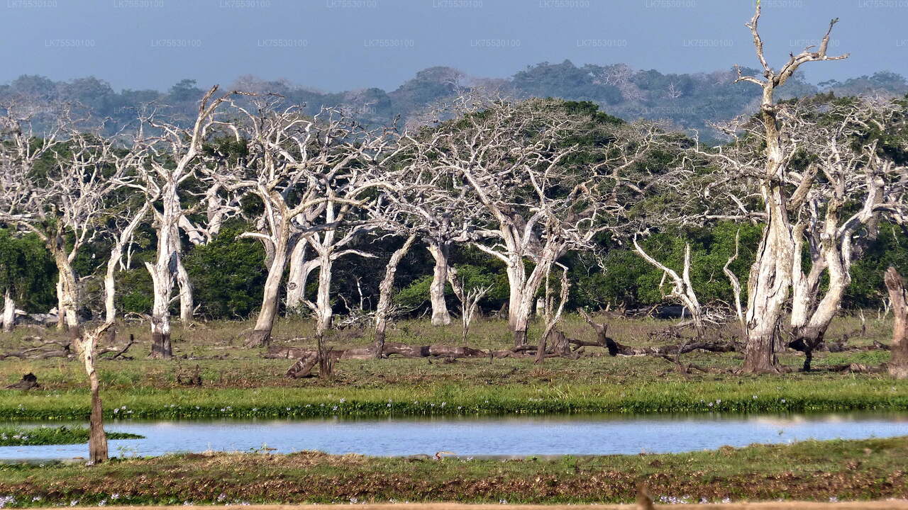 Fågelskådning Safari i Kumana National Park