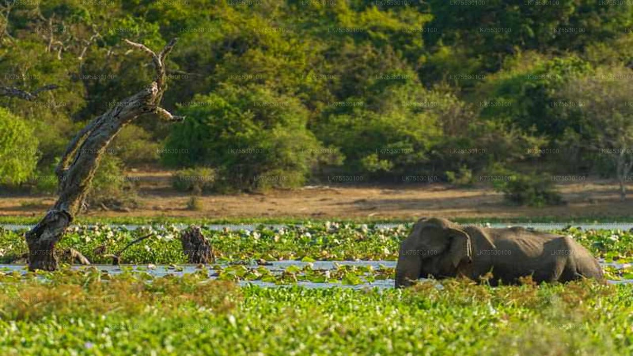Fågelskådning Safari i Kumana National Park