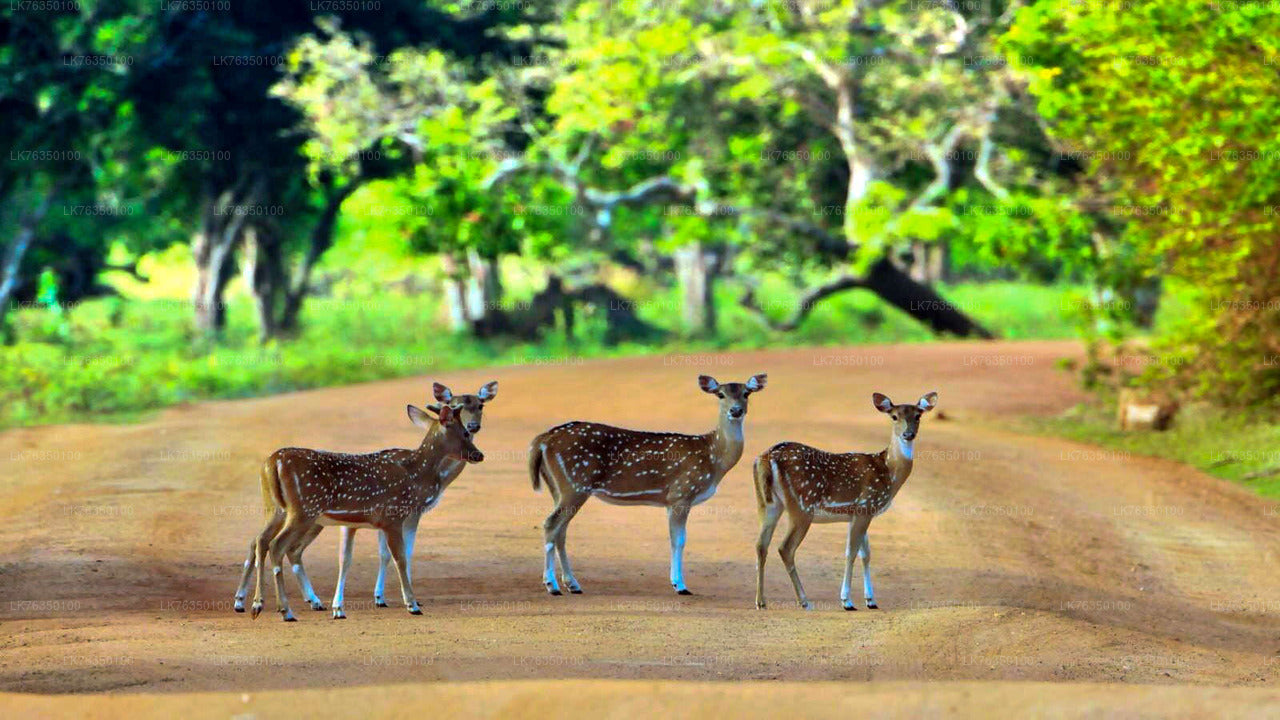 Båttur vid Tissamaharama Lake