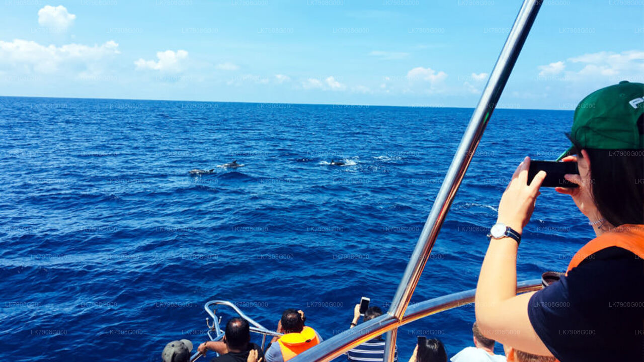 2-nätters kryssningssemester i Mirissa