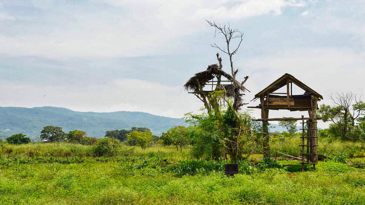Chena Lunchupplevelse från Tissamaharama