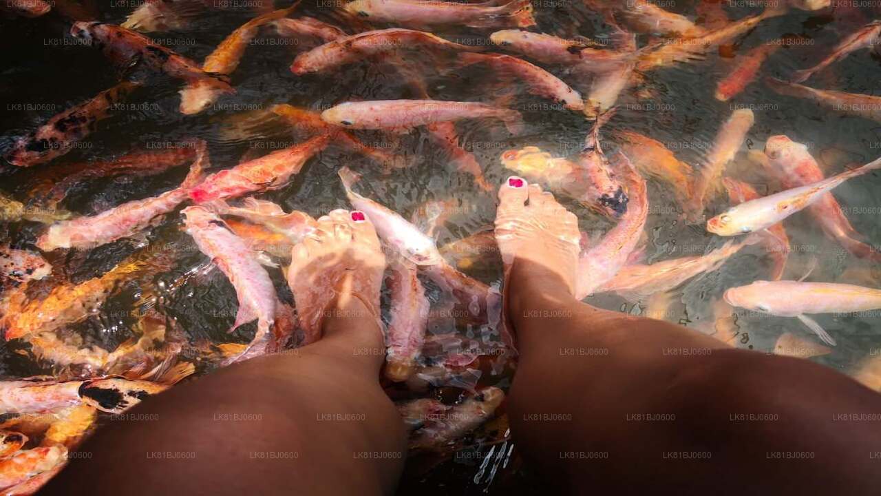 Bentota City Tour från Colombo hamn