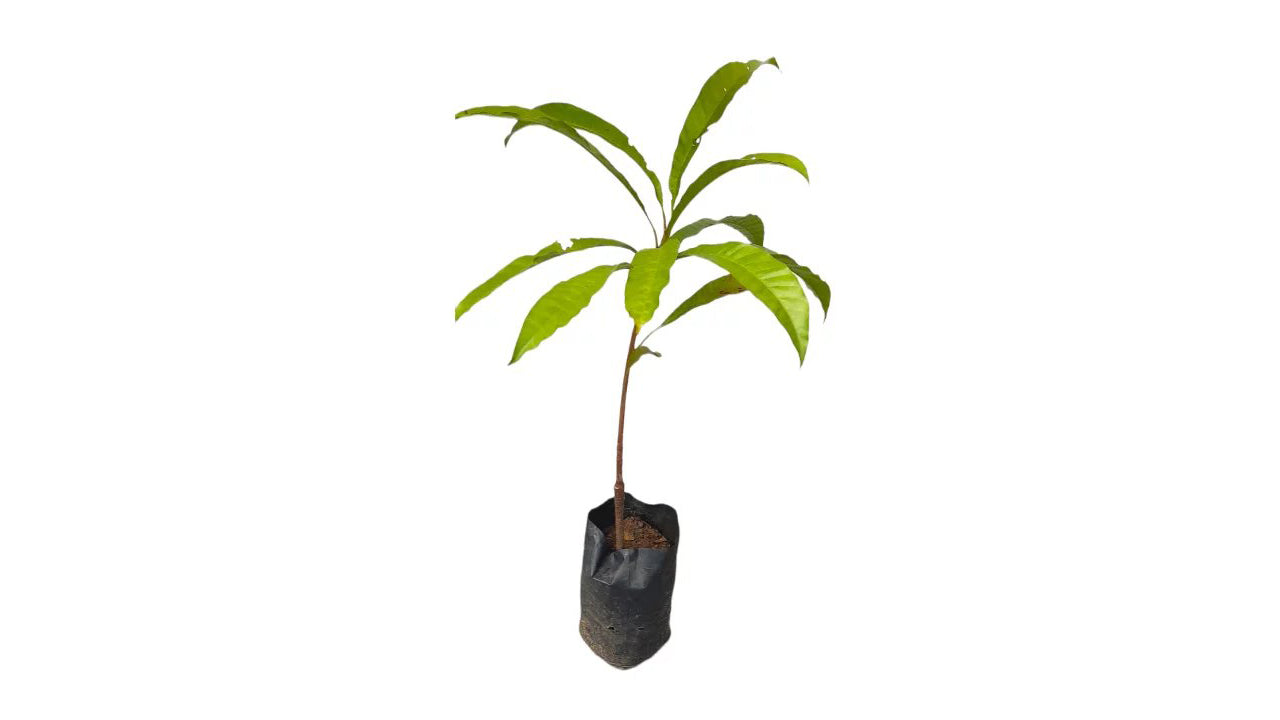 Lakpura Sapote (Lavalu) Grafted Plant