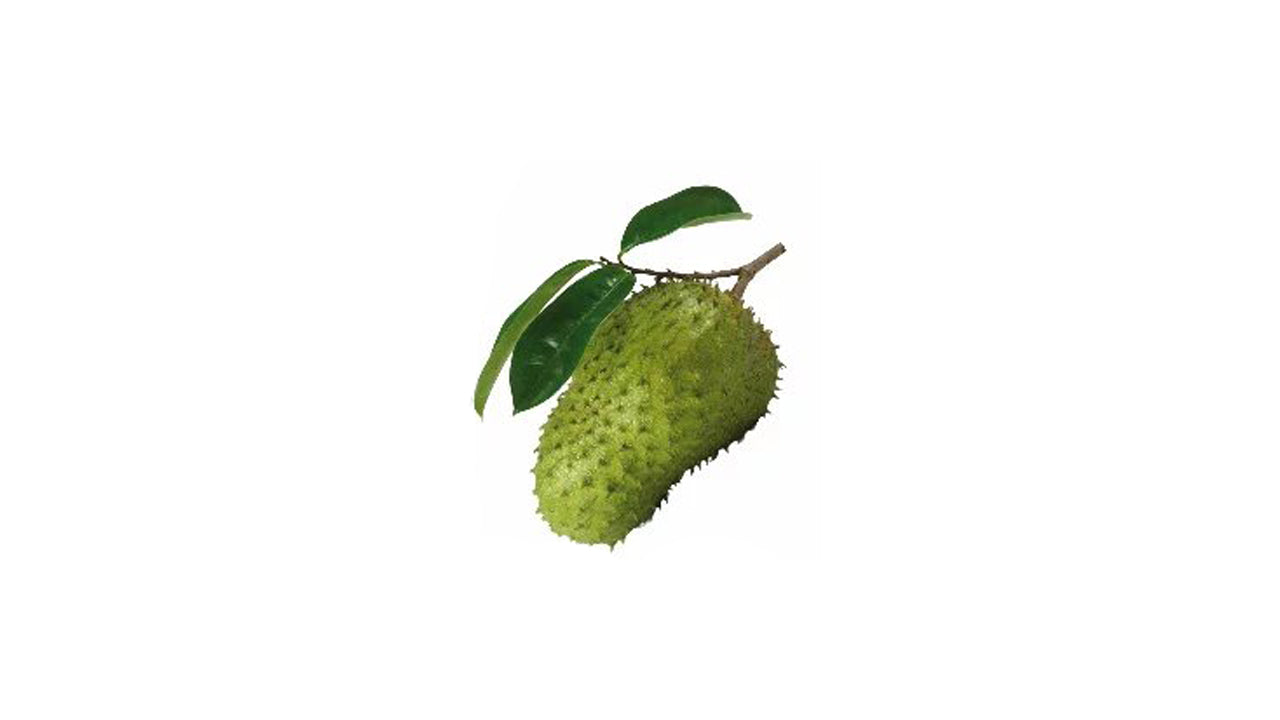 Lakpura Soursop (Katu Anodha) Layered Plant