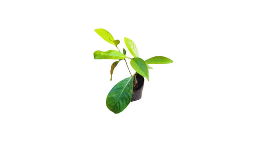 Lakpura Vihara Pichcha Plant